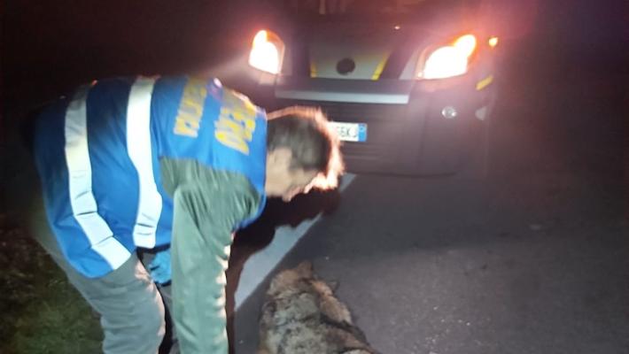 Pontetaro, lupo investito da un camion sulla via Emilia