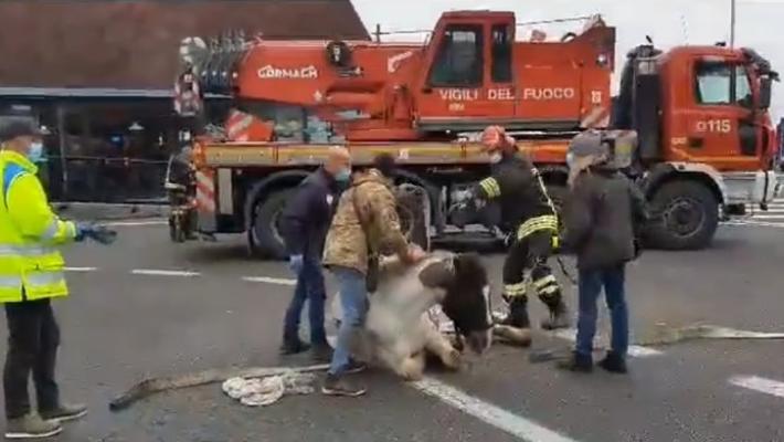 Due salsesi salvano un cavallo sull'autostrada