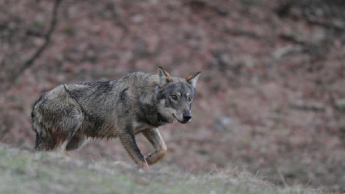 Continuano le predazioni: i lupi fanno nuove vittime