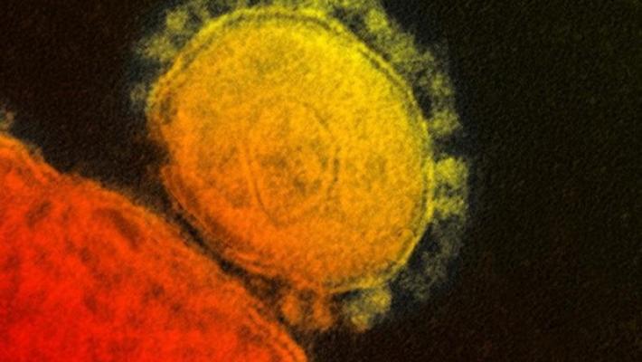 Covid: l' immunità al virus dopo l'infezione dura almeno 8 mesi
