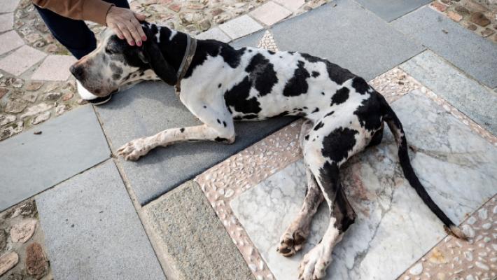 Paura ad Ugozzolo: due cani aggrediti dai lupi