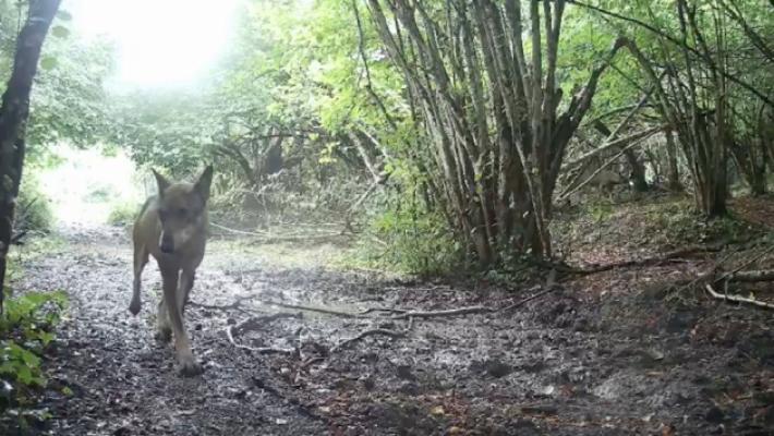Gli attacchi infiniti dei lupi, uccisi 4 cani e un vitello