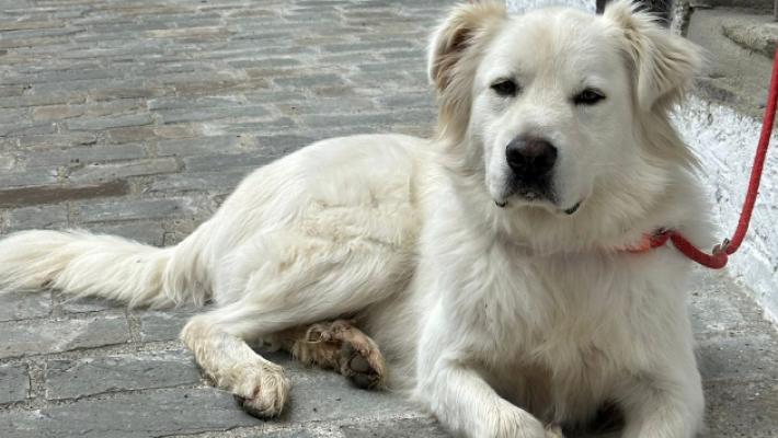 I lupi sbranano un cane maremmano