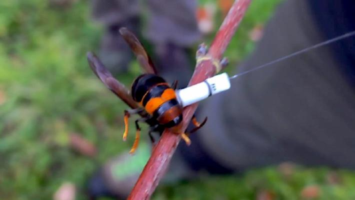 Una task force contro la vespa che uccide le api