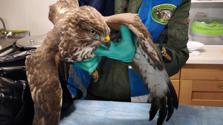 Animali protetti: tre poiane prese a fucilate, una &egrave; morta e l'ultima, trovata dalle guardie Oipa, in tangenziale ha pallini ovunque