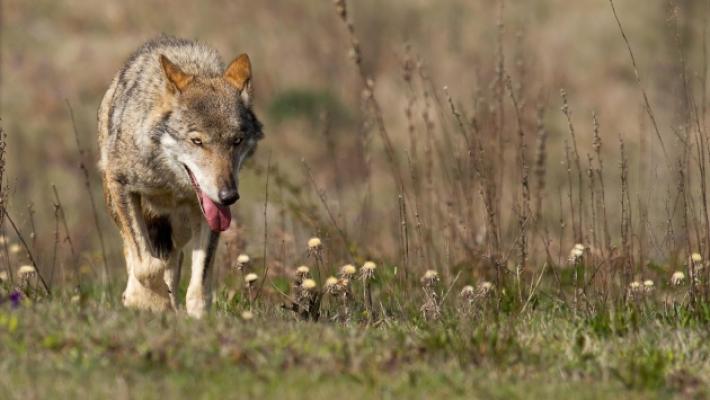L'assessore regionale Mammi: &laquo;Lupi, servono norme per intervenire in modo efficace&raquo;