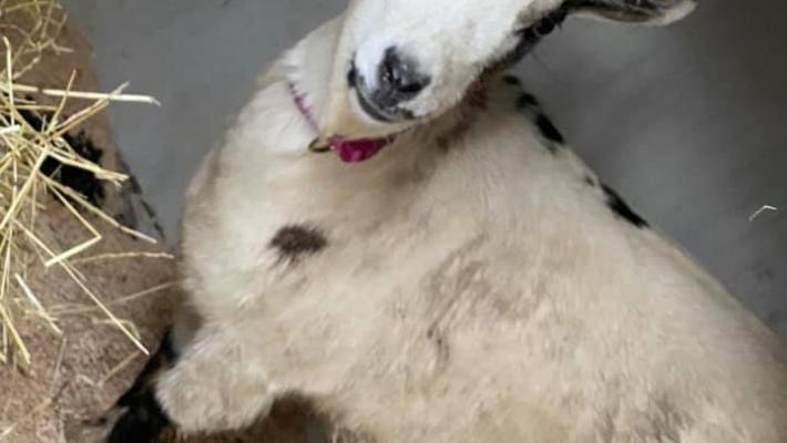 Collecchio, ritrovata la capretta tibetana 