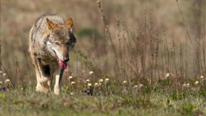 &laquo;Allarme lupi&raquo;: in Valtaro e Valceno raccolte 4.258 firme