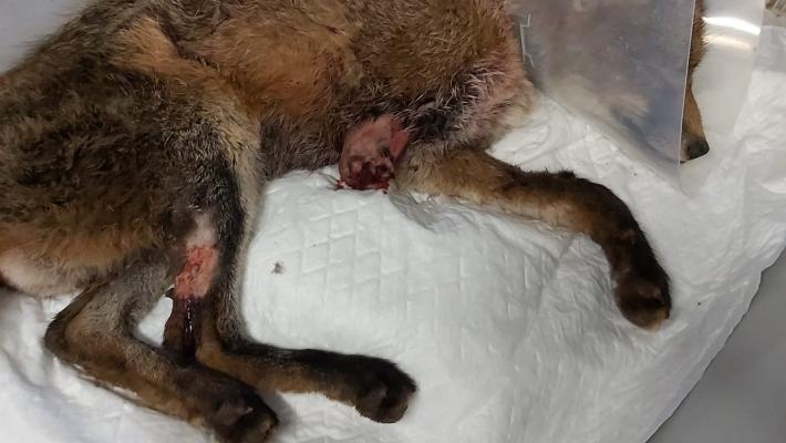 Albareto, tagliola: volpe salvata ma mutilata