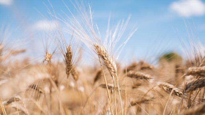 Barilla, la filiera corta del grano duro che valorizza i territori