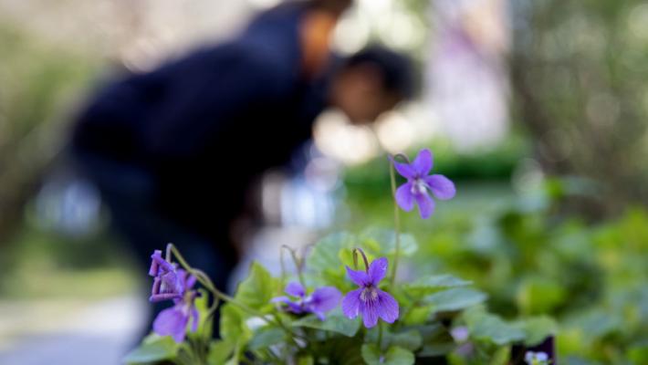 Si cercano giovani under 30 amanti dei giardini