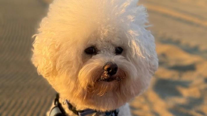 Il piccolo Mickey azzannato e ucciso da due cani. Ferito anche il padrone