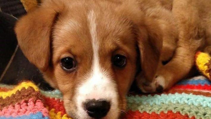 Ore di angoscia per Nana: l'appello dei proprietari