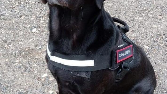 Due cani avvelenati: in azione i Carabinieri forestali