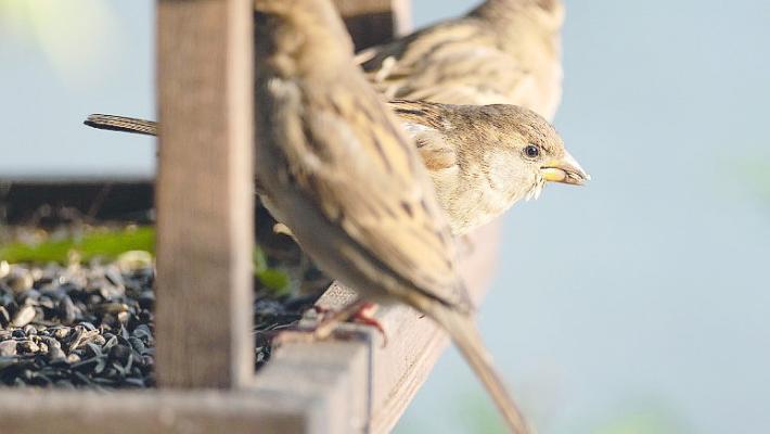 Come aiutare gli uccellini selvatici a superare l’inverno