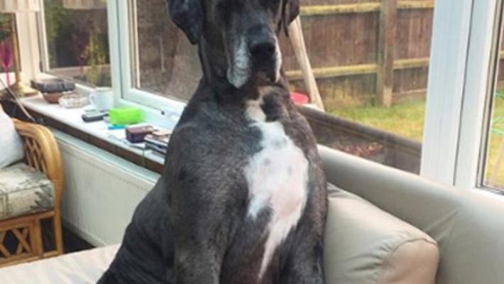 Morto Freddy l'alano, il cane più  alto al mondo