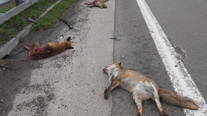 Famiglia di volpi sterminata: investiti la mamma e tre cuccioli