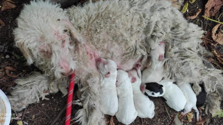 Una task force par salvare la cagnetta Isotta e i suoi 8 cuccioli