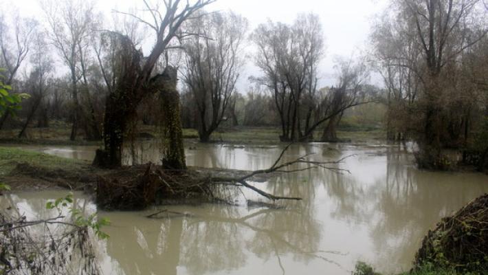 Po in piena, November porc trasloca dall'argine