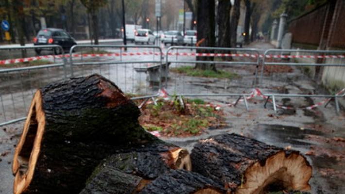 Stradone, ippocastani da tagliare e i progetti del Comune