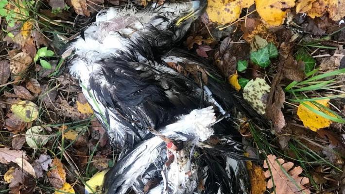 E' morto Ermes, l'aquilotto di Casarola: ucciso da un boccone avvelenato