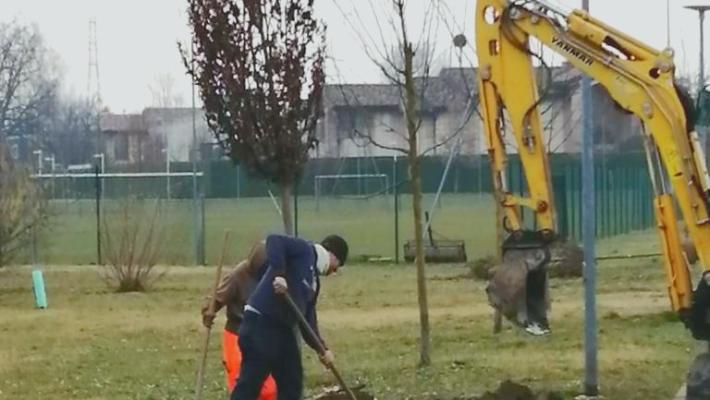 "Fioriscono" 63 nuovi alberi nel parco Ferdinando Laghi, in via Jacobs e in via Anedda a Moletolo