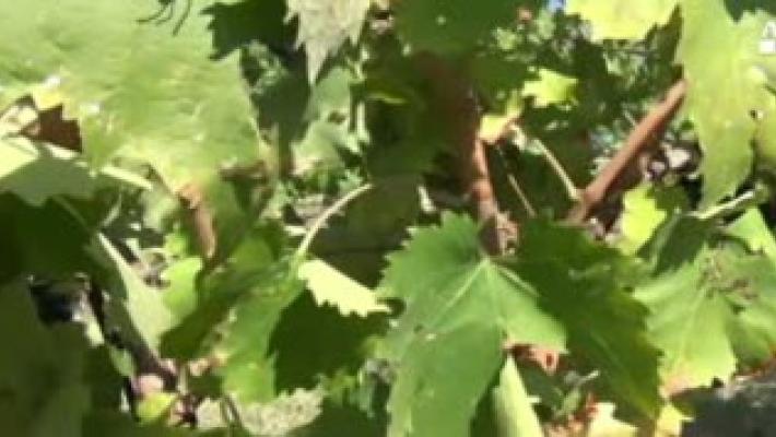 Il 2018 &egrave; "Anno del cibo italiano", anche a Parma 