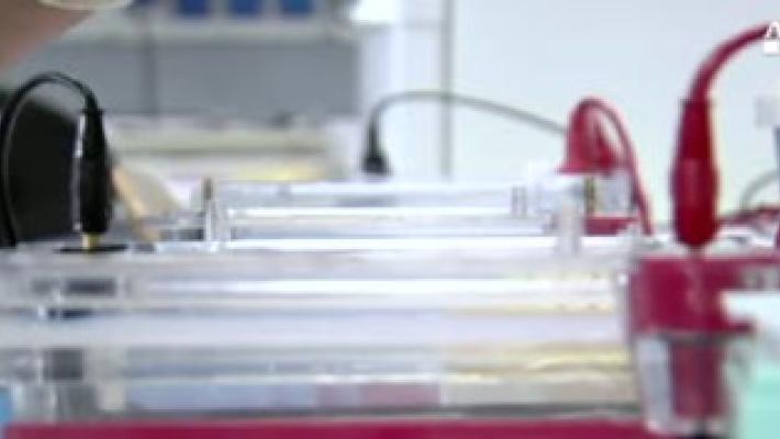 Crescono i celiaci, 15.569 diagnosi in più.  Ma in 400mila sono ancora ignari