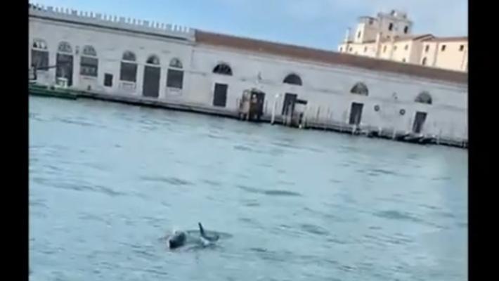 Coppia di delfini avvistata in Canal Grande a Venezia - Video 