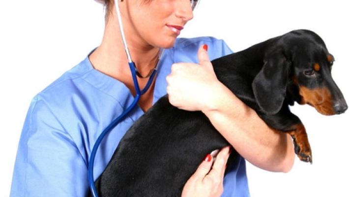 Voglia di un cucciolo ecco come educarlo