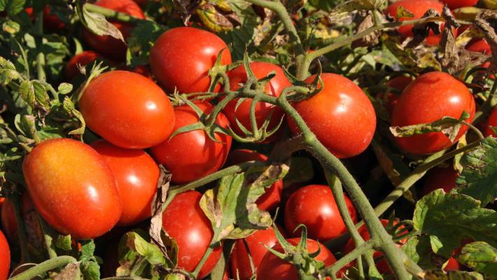 Pomodoro da industria: depositati 131 contratti nel Nord Italia per la campagna 2021