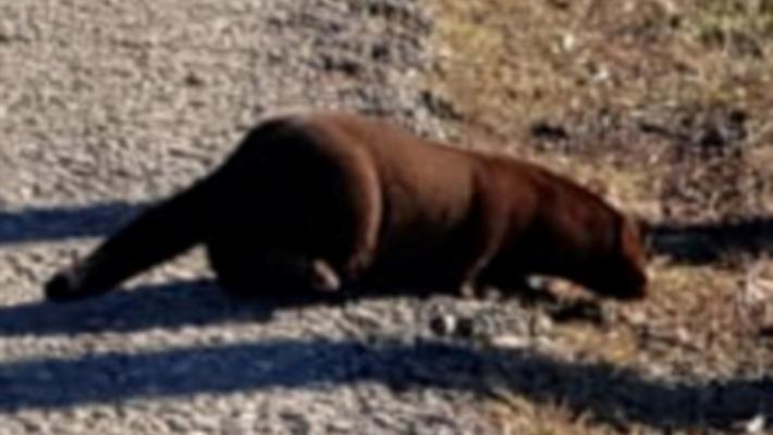 La strage dei visoni. Molti dei mille liberati sono morti