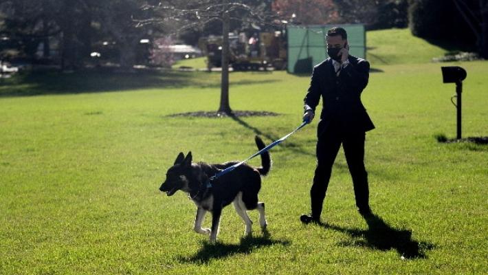 Nuovi guai per Major, il cane di Biden morde ancora
