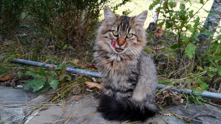 E' allarme per i gatti spariti