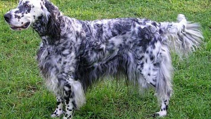 Rottura del diaframma in un giovane setter