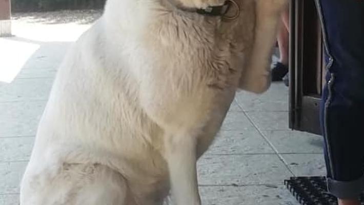 Cani spariti nel nulla, è allarme nella Bassa est