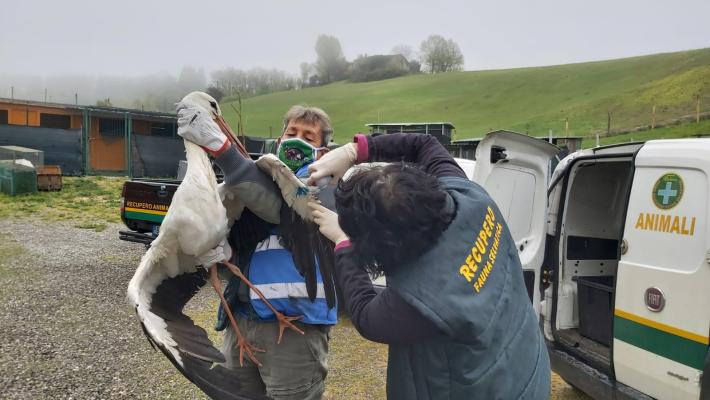 Maschio di cicogna urta i cavi della luce e cade ferito: salvato