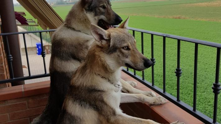 Condannato in appello chi uccise a fucilate i cani Moon e Shadow