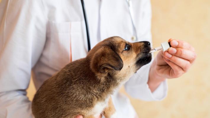 Si può curare Fido con i generici per l'uomo. E il portafogli sorride