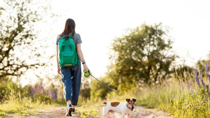 Processionaria, pericolo nascosto per i nostri animali in primavera