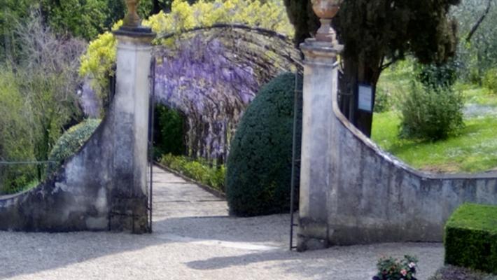 La massima fioritura del famoso glicine di Firenze è un evento botanico sul web