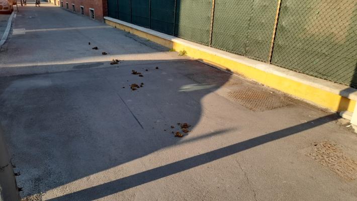 Quel che resta di un cavallo (e del suo padrone) in via Savani 