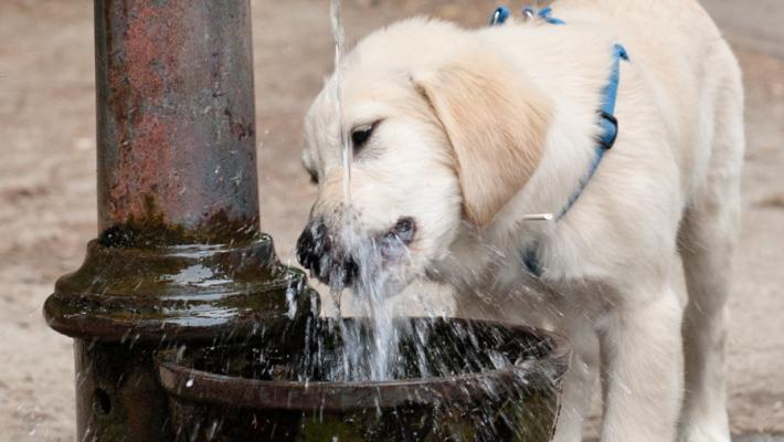 Un lettore: "Nell'area cani del Falcone Borsellino manca l'acqua. E i nostri amici hanno sete"