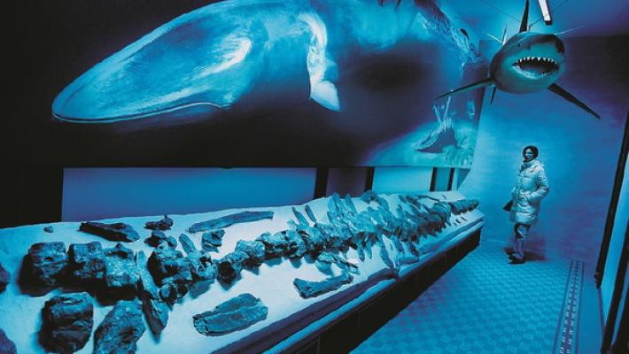 Trovato fossile di un dinosauro marino di 8 metri. Nel sotterraneo del museo