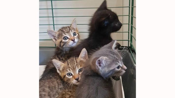 Sei micini salvati in un buco cercano casa 