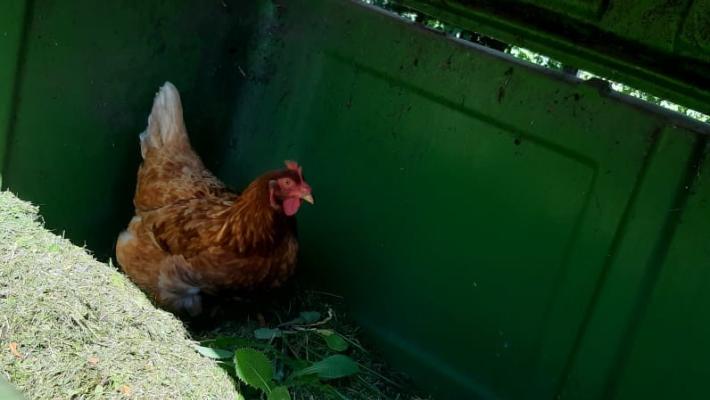 Una gallina viva nel cassonetto del verde 