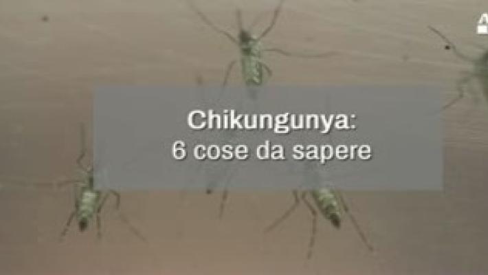 Chikungunya: 6 cose da sapere