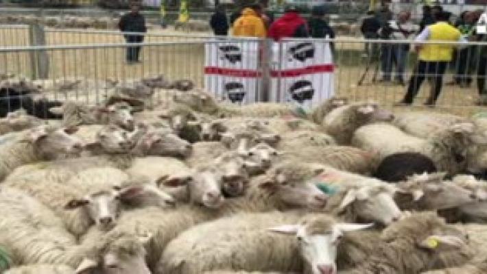 A Cascia 1000 pecore sarde, regalo dei pastori