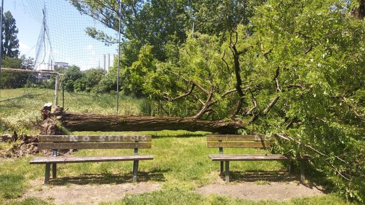 Parco giochi, albero crolla sulle panchine