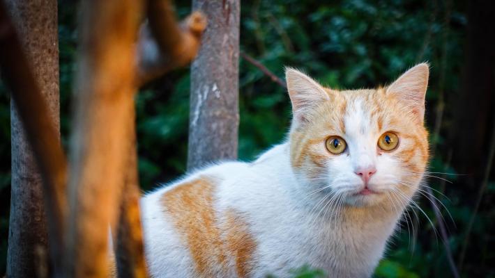 Scuote le lenzuola dalla finestra ma dentro c'era il gatto: arrivano i pompieri